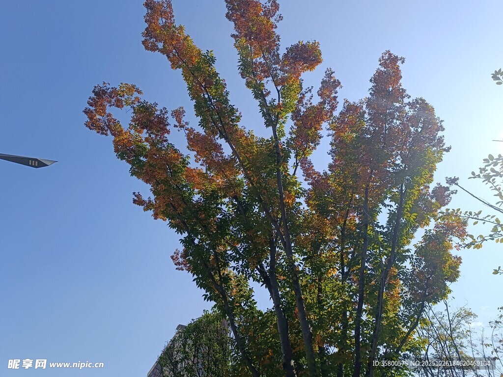 秋日阳光下的斑斓树木