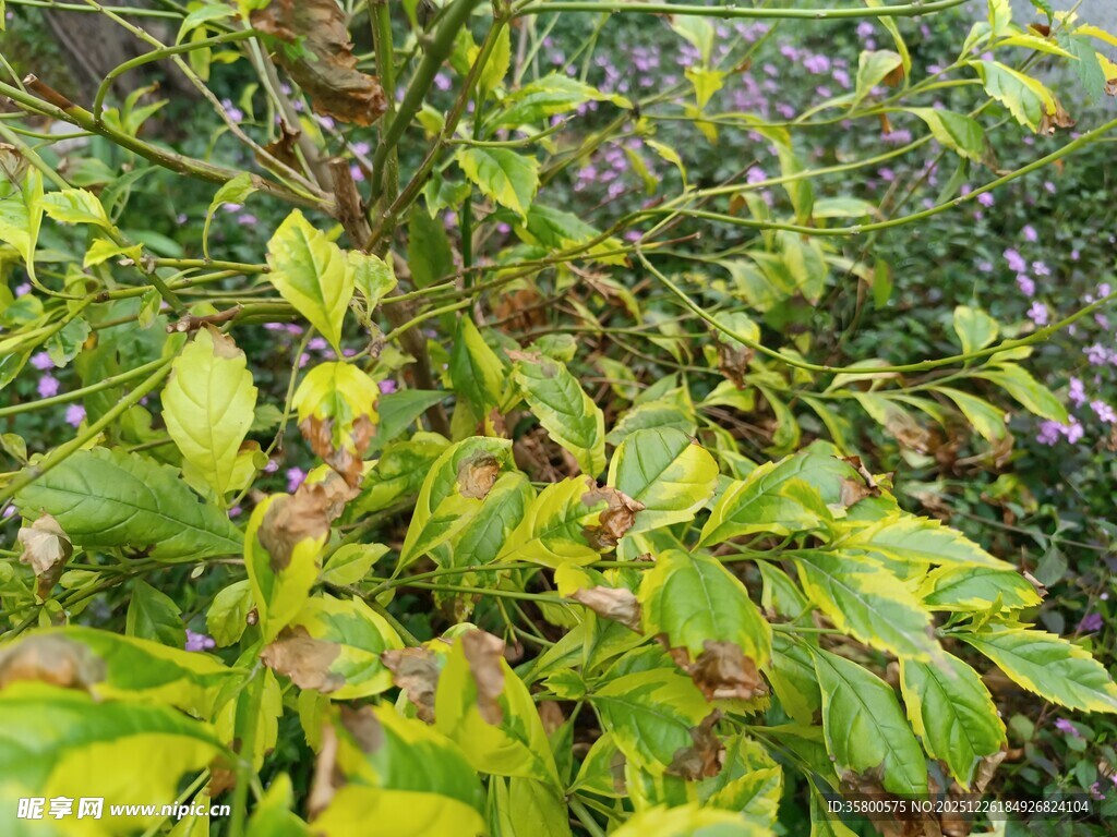 绿叶繁花植物景象