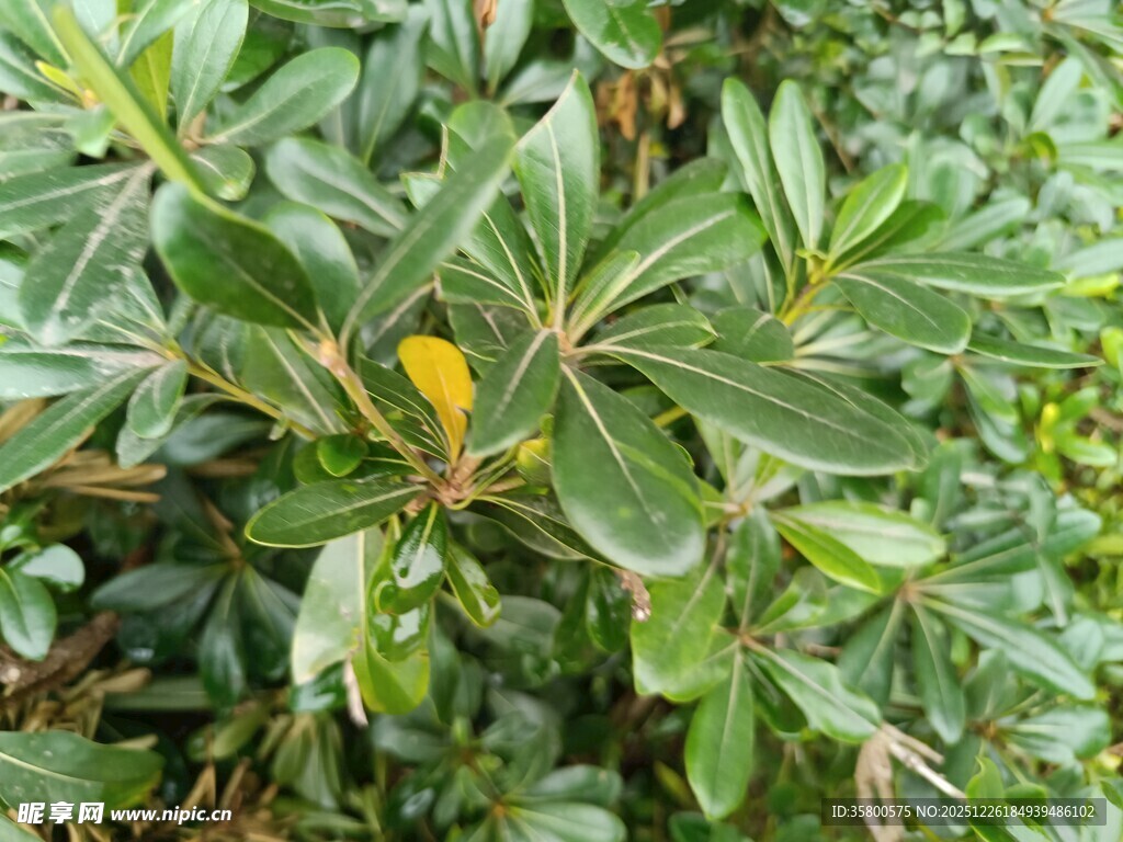 绿叶丛中一抹黄