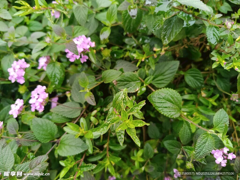 绿叶丛中的粉紫色小花