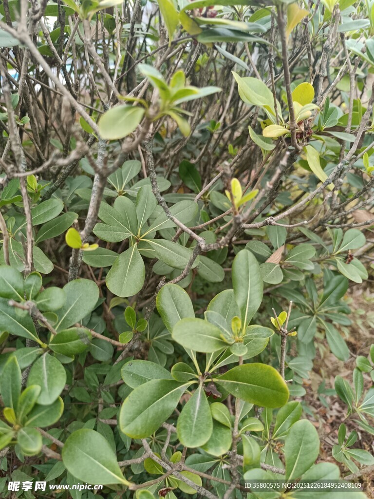 绿叶繁茂的植物景观