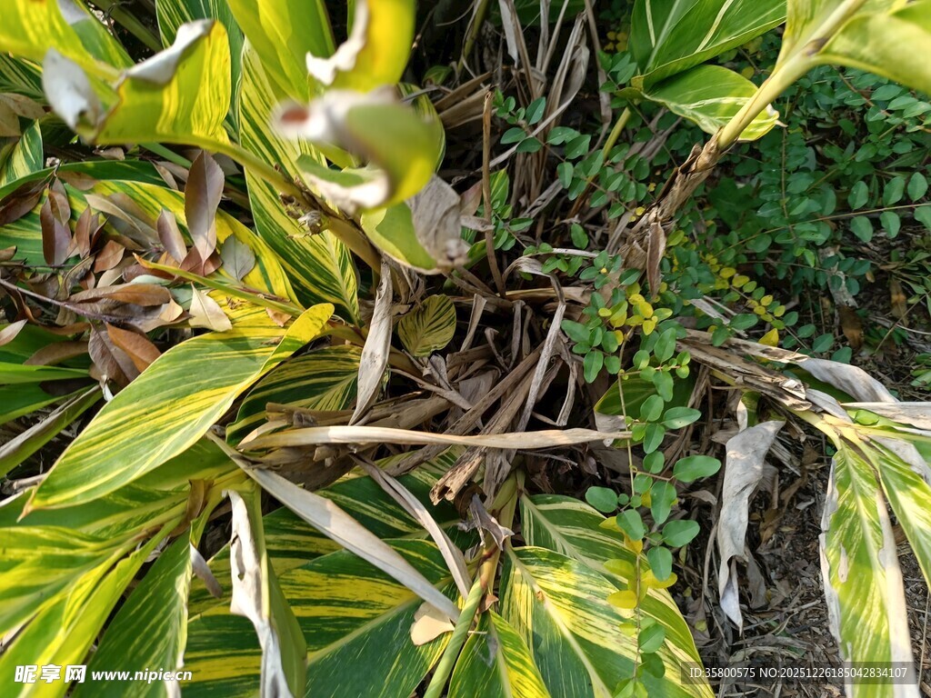 黄绿相间的植物叶片