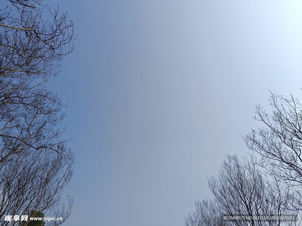 冬日秃枝与蓝天相望