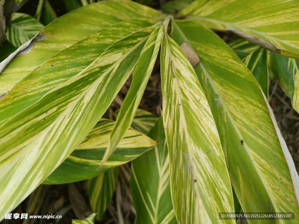 黄绿相间的独特叶片