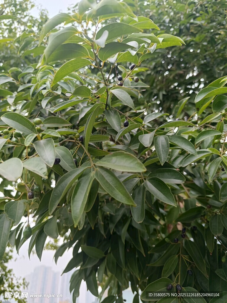繁茂绿叶的树木景象