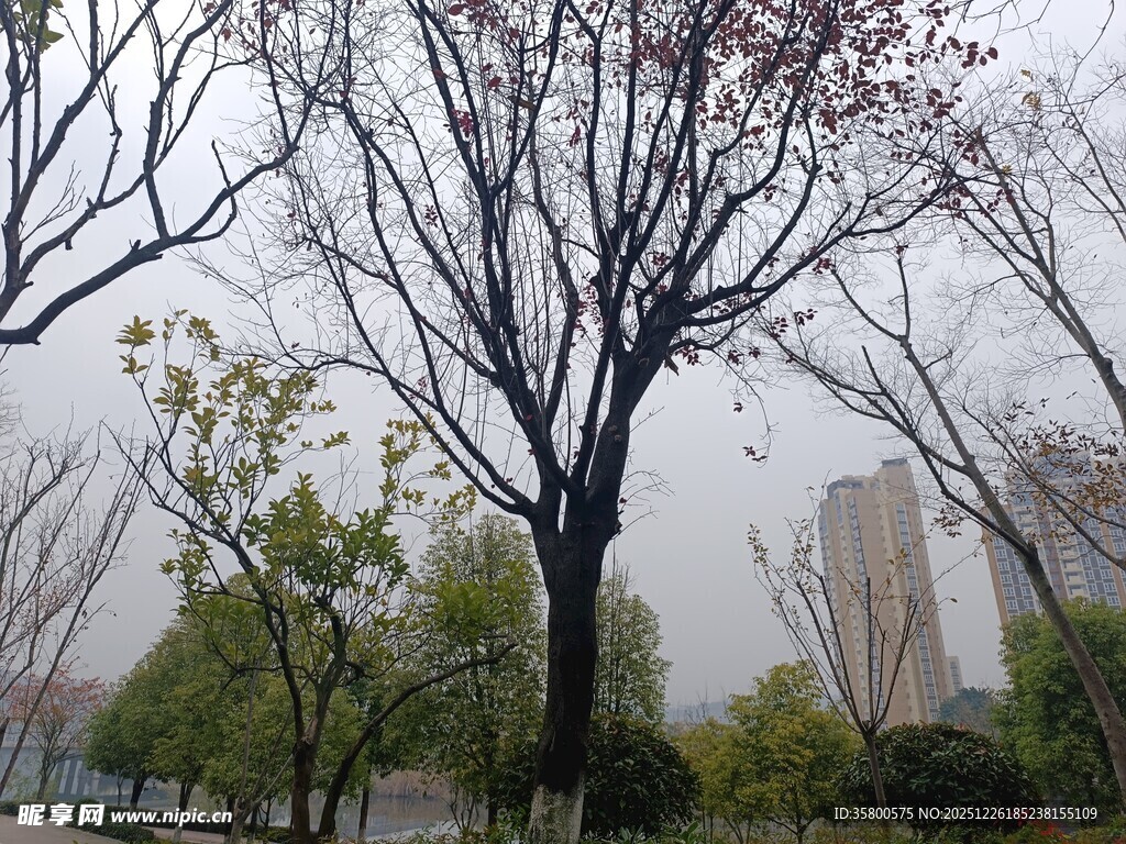 城市中光秃树木与绿树景观