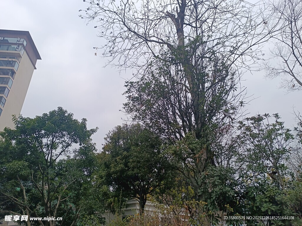 户外树木与绿植景观