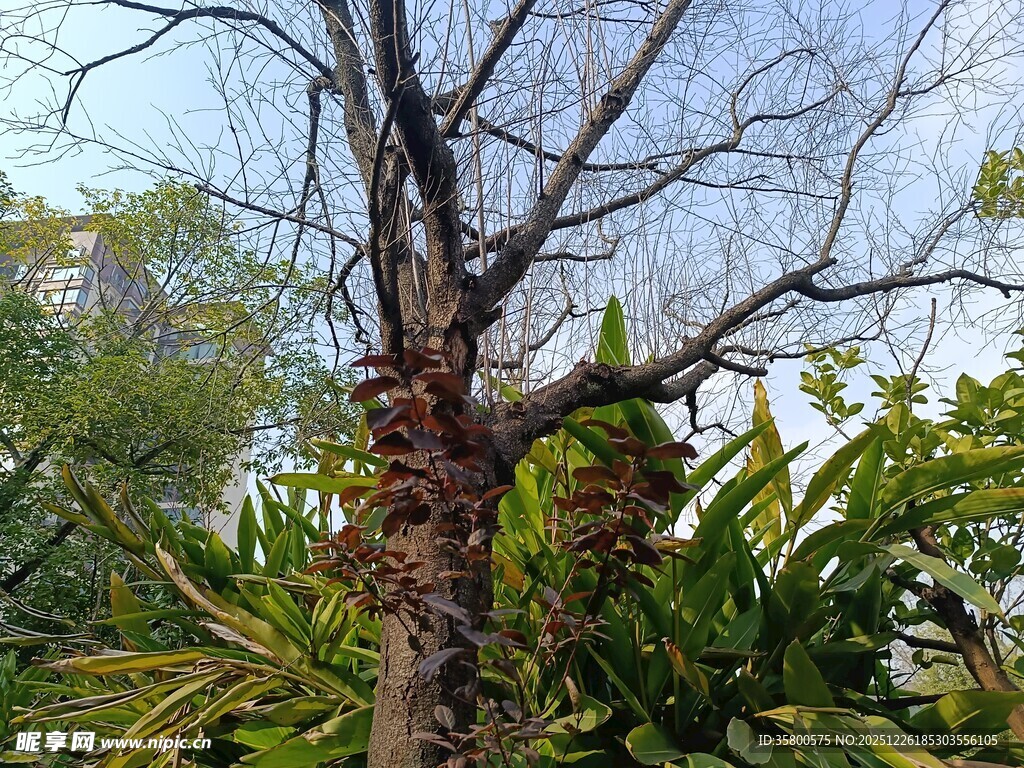 枯树挺立在绿植丛中