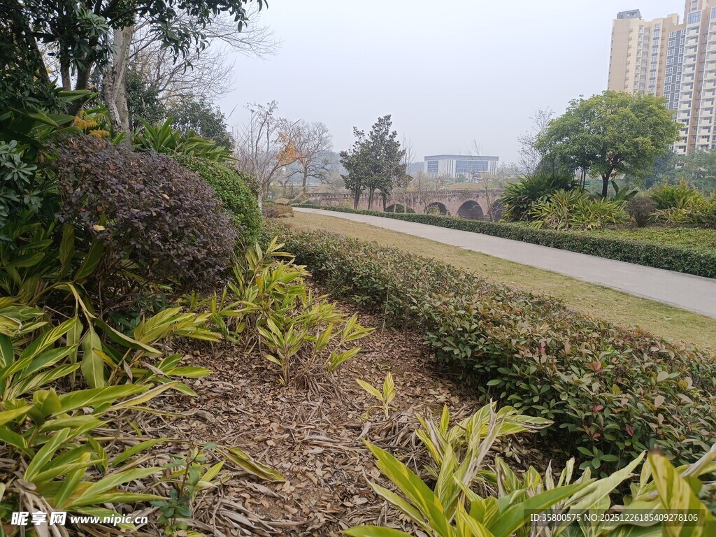 城市路边绿植景观