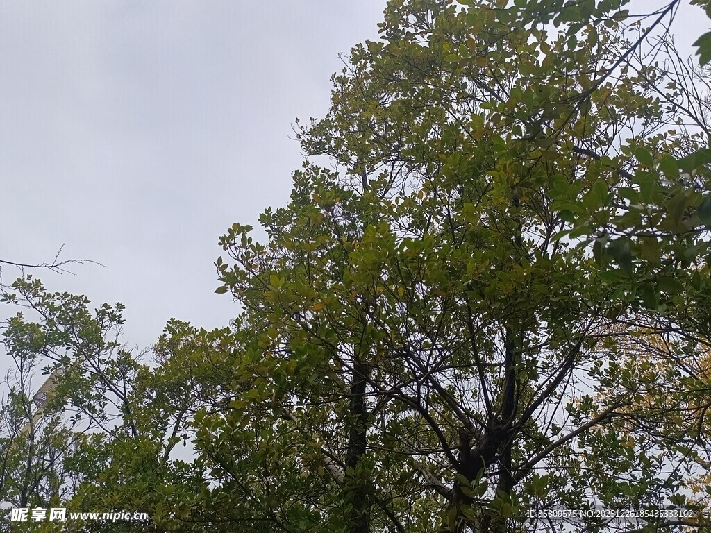 枝叶繁茂的绿树