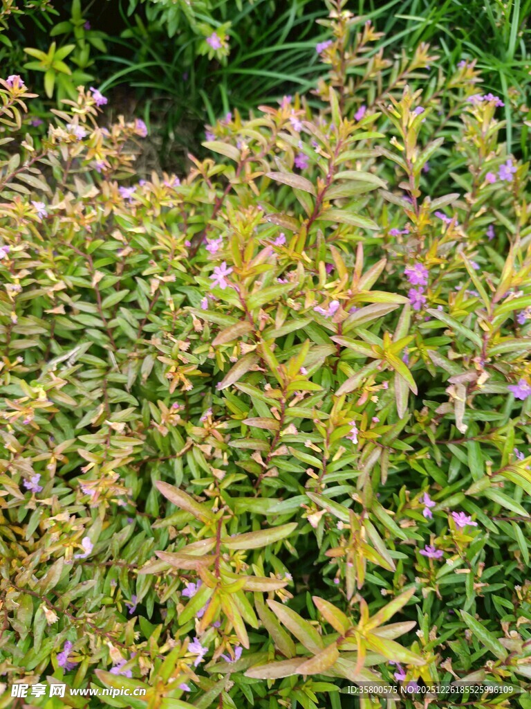 繁茂多彩的野生植物景观