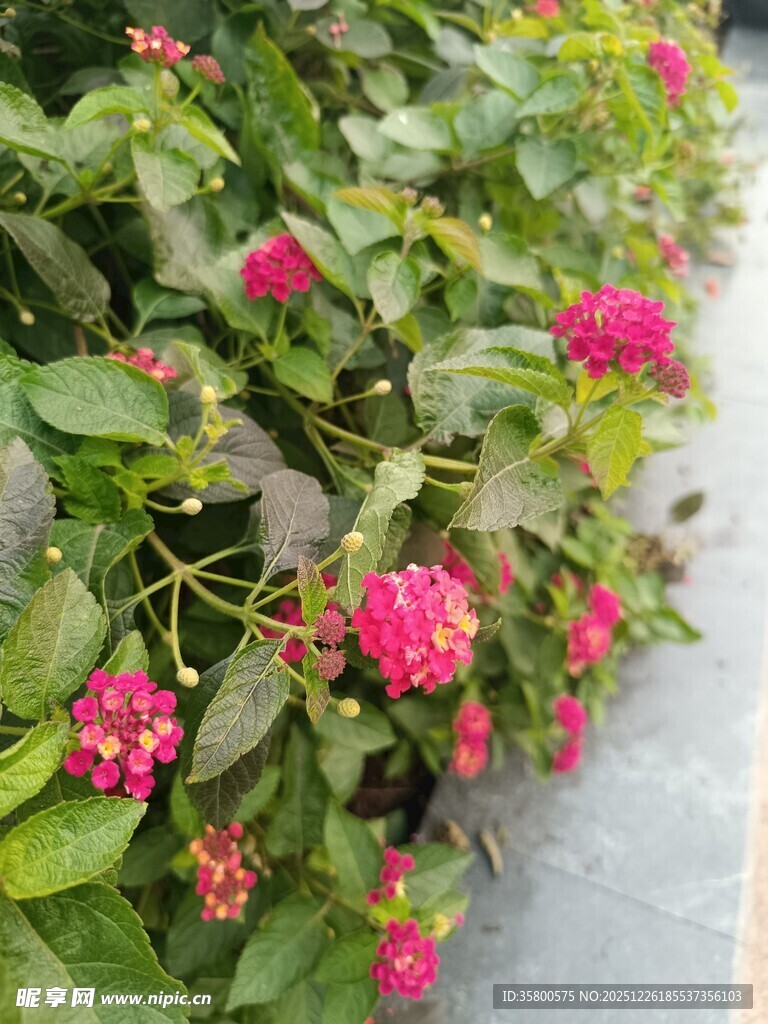 鲜艳粉花绿植生机盎然