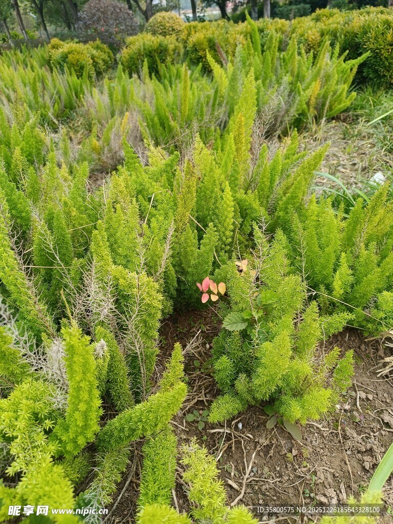 翠绿松苗生机盎然