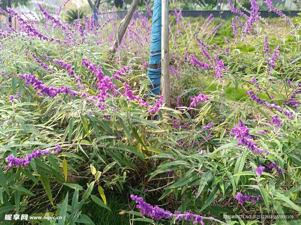 紫色花卉丛中的蓝色杆子