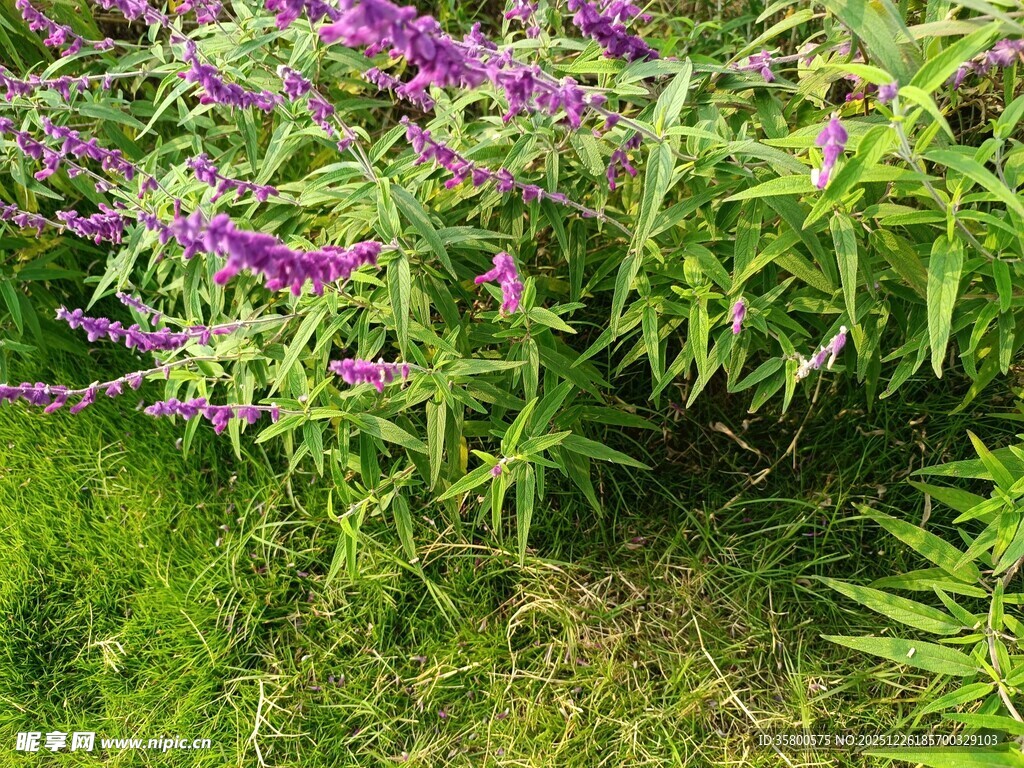 紫色花丛中的生机景象