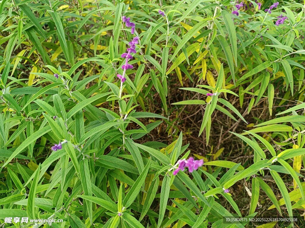 紫色野花绽放于绿草丛中
