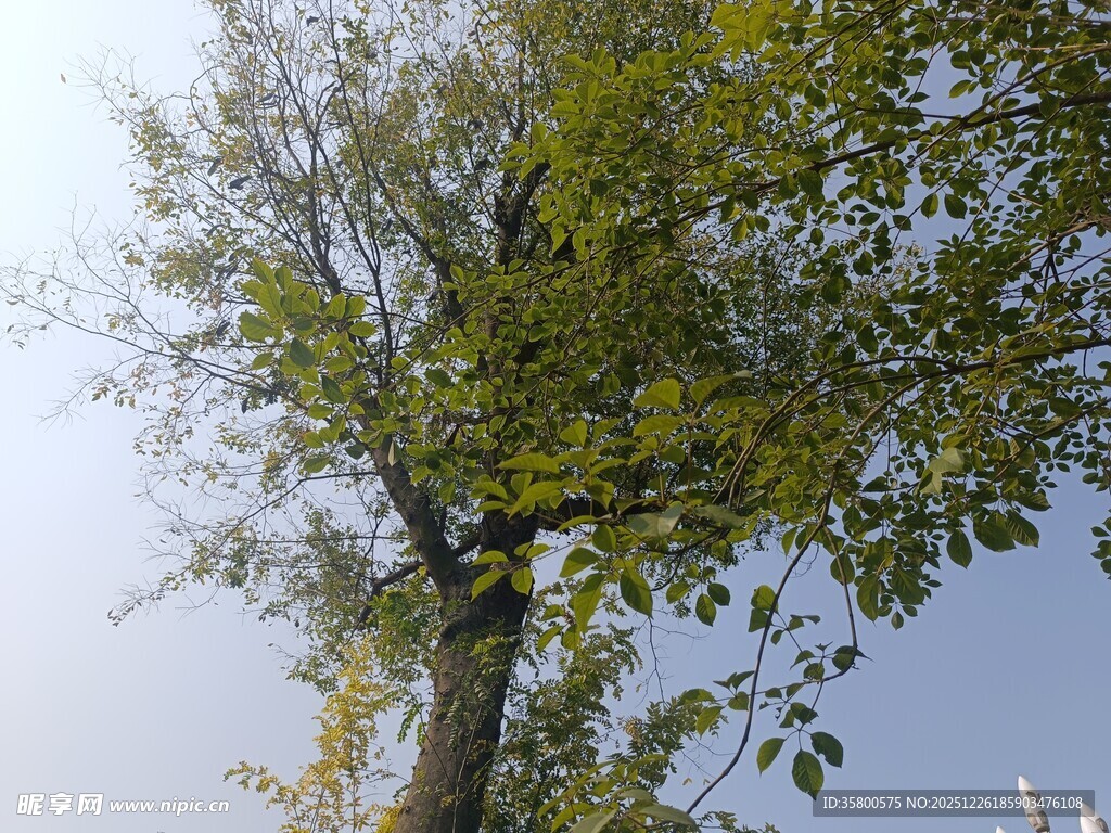 挺拔绿树映蓝天