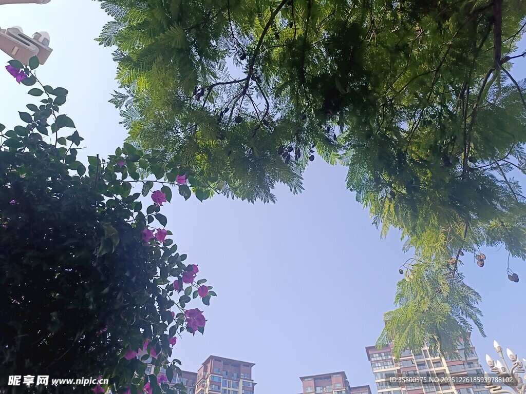 仰视绿树与高楼天际线