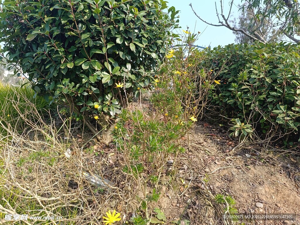 野外绿植与枯黄杂草景观