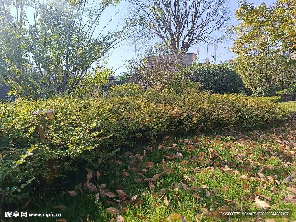 秋日户外绿植景观