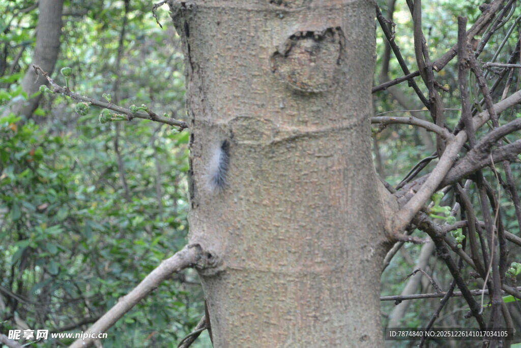 树干上的奇特自然图案