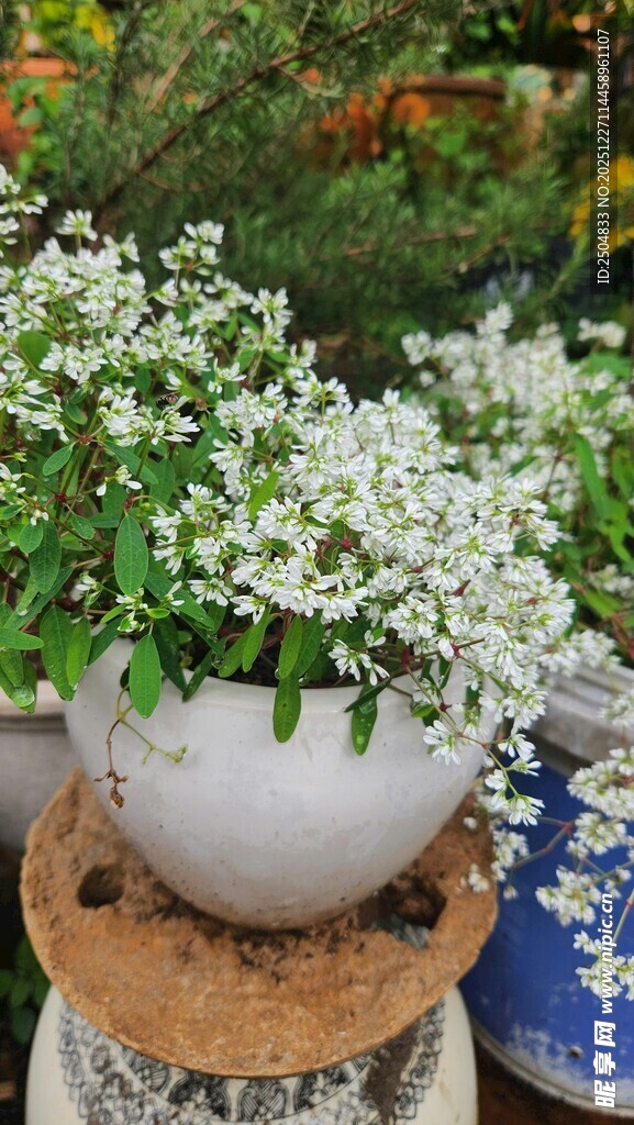 白色盆栽花卉清新景致