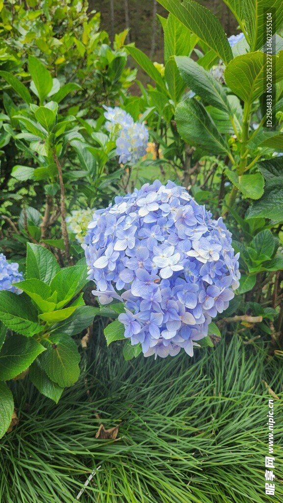 蓝绣球花绽放于绿叶间