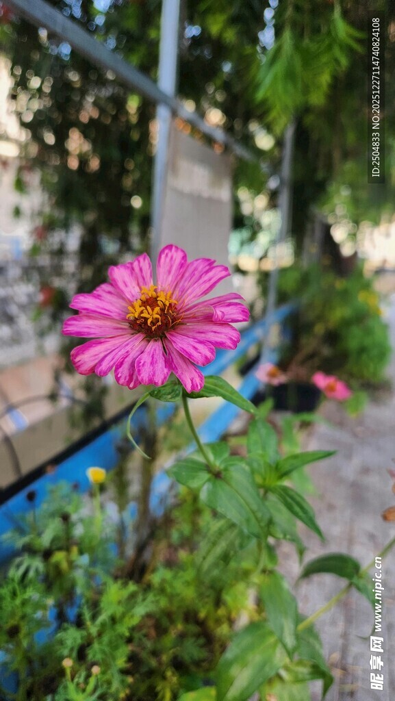 娇艳绽放的粉色花朵