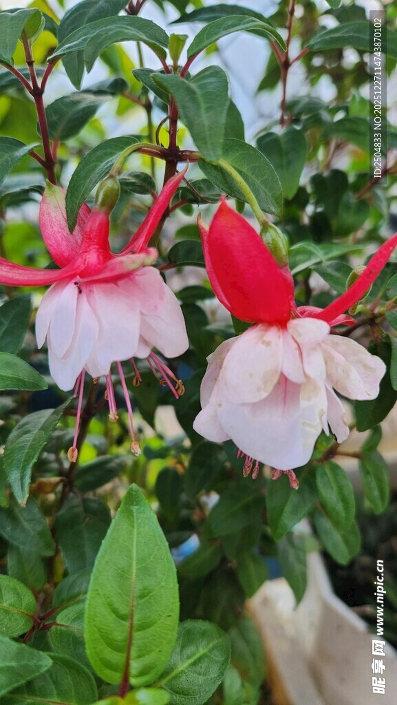 娇艳倒挂金钟绽放