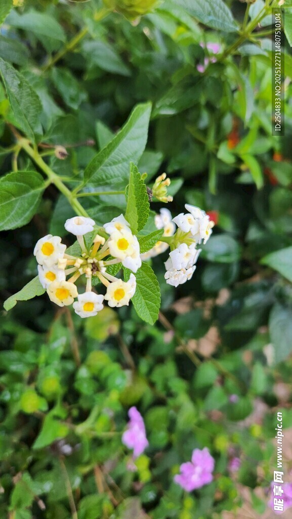 枝头绽放的清新白色小花