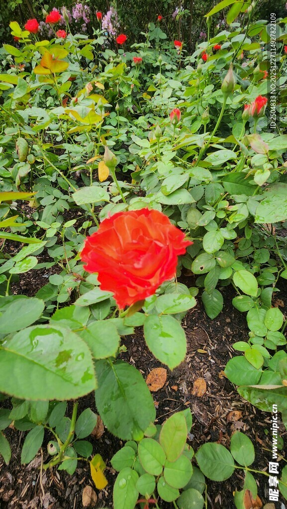 独朵红花绽于绿叶间