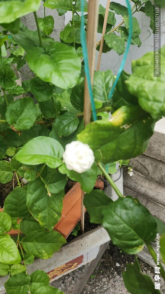 绿叶丛中的白色花朵