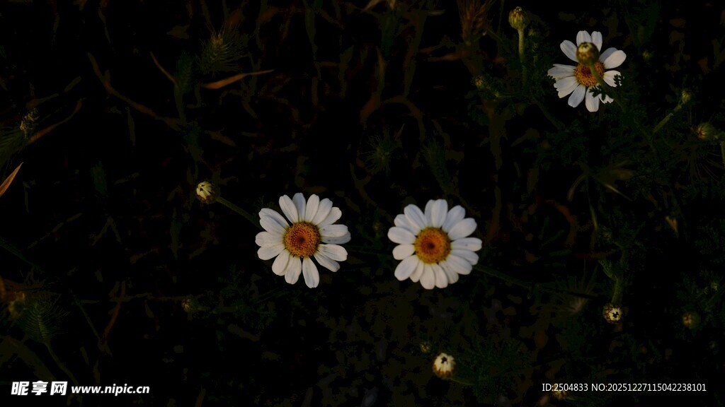 夜幕下的清新小白菊