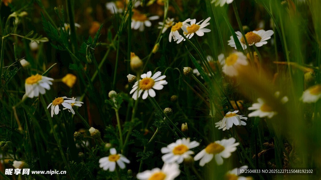 野雏菊绽放于绿意间