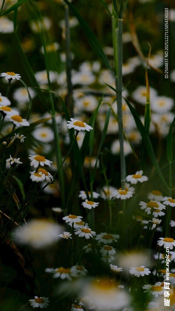 清新雏菊绽放于草丛间