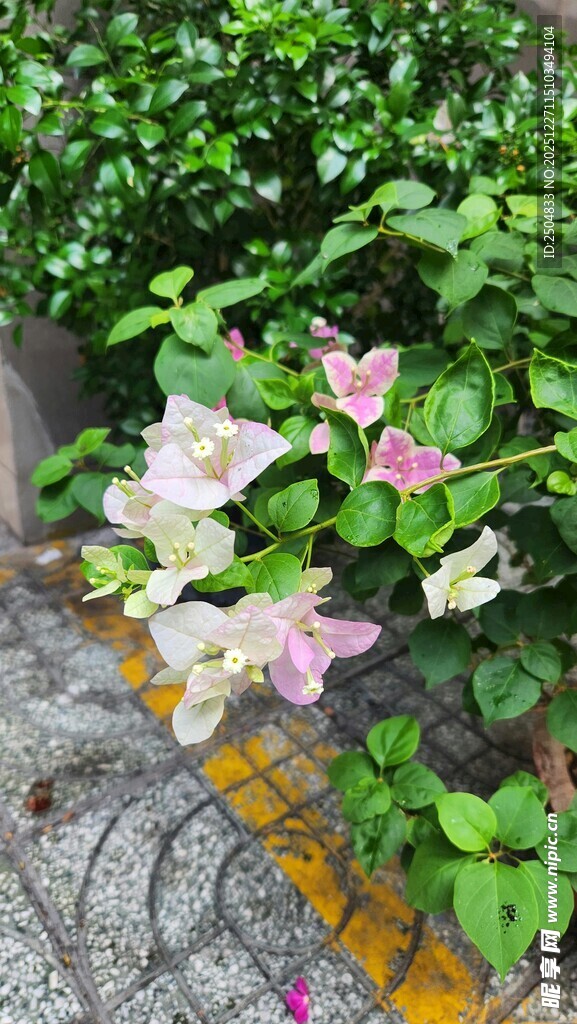 路边绽放的多彩铁线莲