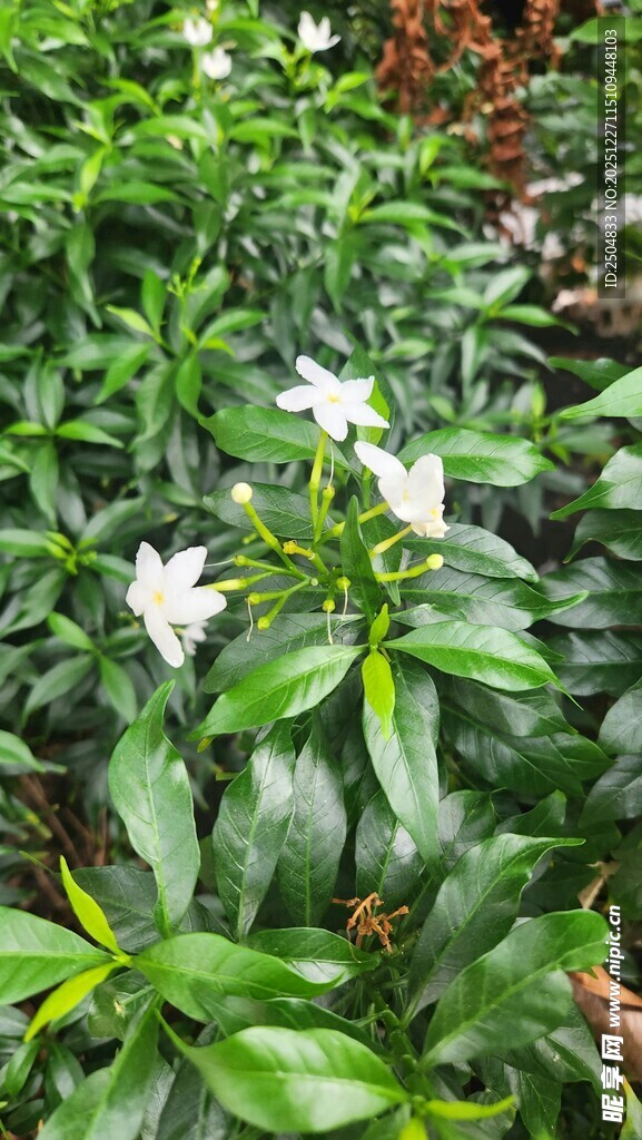 绿叶丛中的白色小花