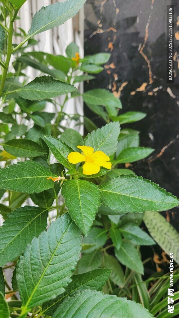 绿叶间的黄色小花