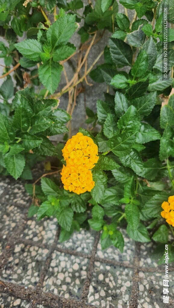 石缝间绽放的黄色小花