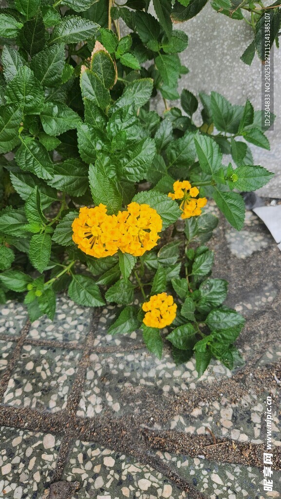 路边绽放的黄色小花