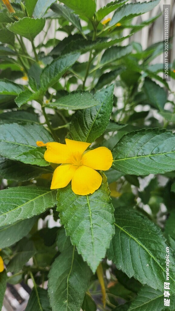 黄色小花绽放绿叶间