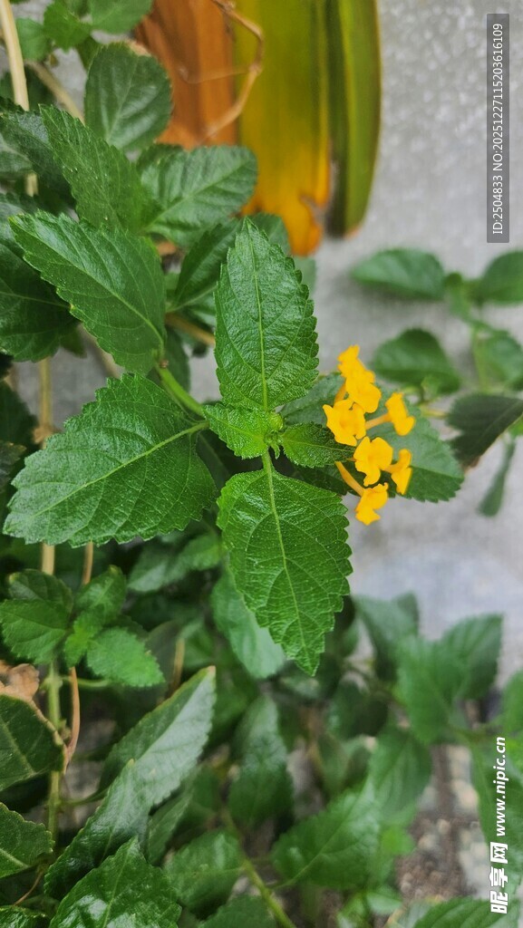 绿叶丛中绽放的黄色小花