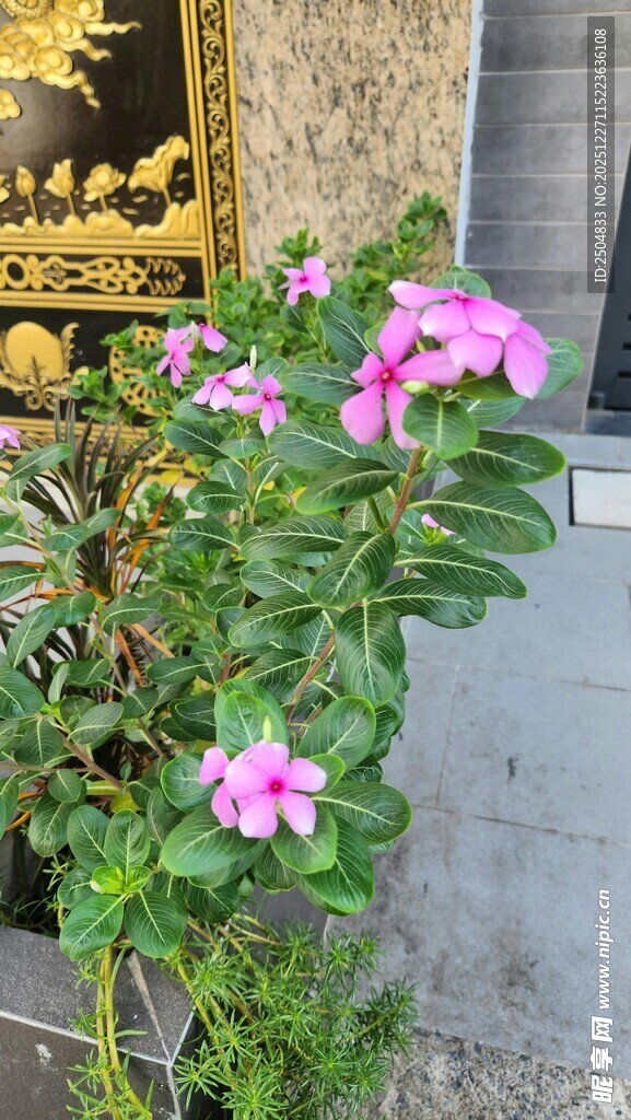 墙边绽放的娇艳长春花