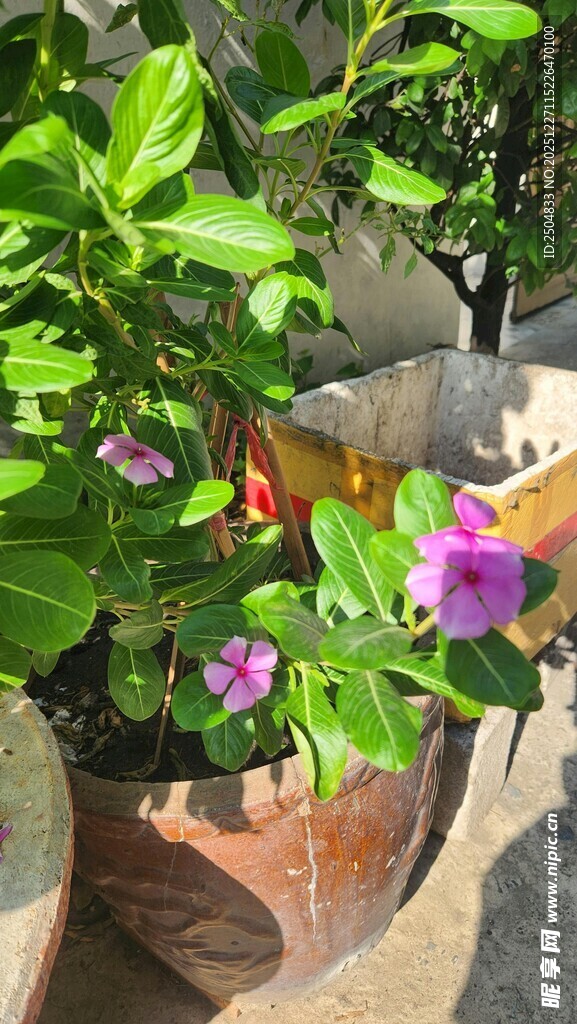 花盆中的绿植与紫色小花