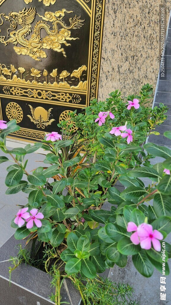 墙边绽放的粉色娇艳小花