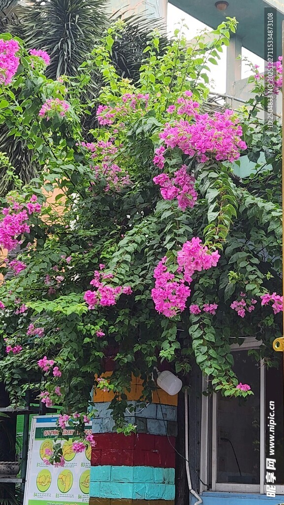 繁花簇拥的街边景致