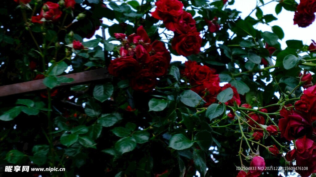 枝头绽放的艳丽红色花朵