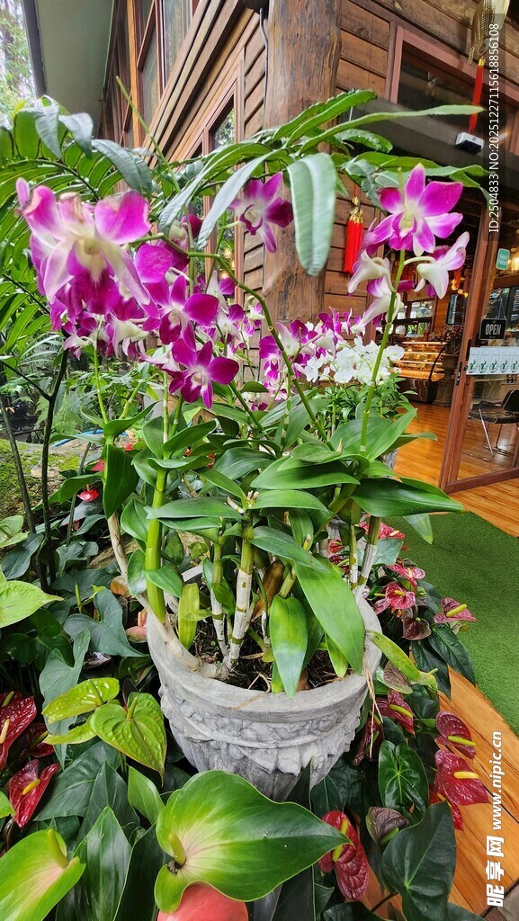 优雅绽放的紫色兰花盆栽