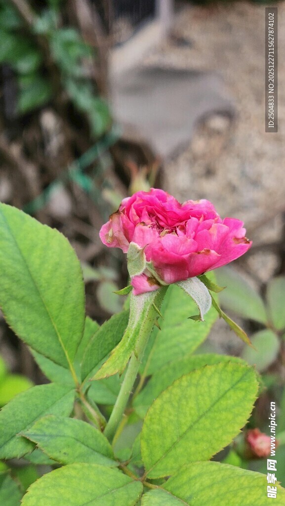 娇艳绽放的粉色月季花