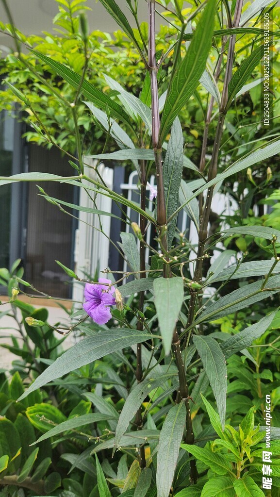 绿叶丛中的紫色花朵